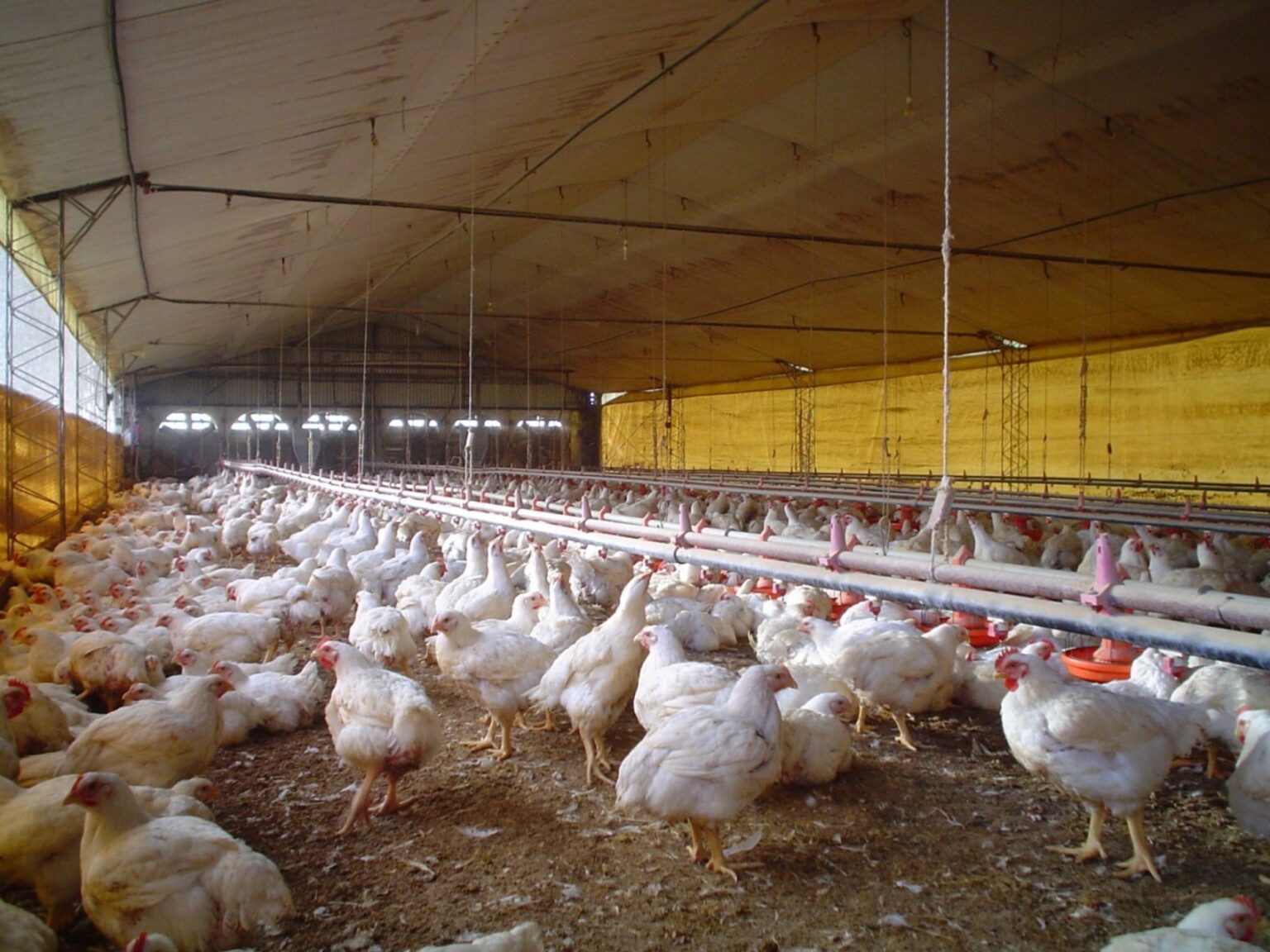 La carne aviar es de lejos el mayor consumo mundial | FM Avenida