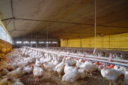 La carne aviar es de lejos el mayor consumo mundial | FM Avenida