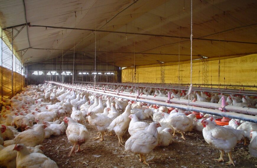 La carne aviar es de lejos el mayor consumo mundial | FM Avenida
