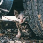 Las gestoras felinas se organizan para pasar del voluntariado a ser parte de la responsabilidad pública: “Los gatos callejeros tienen ley” | FM Avenida