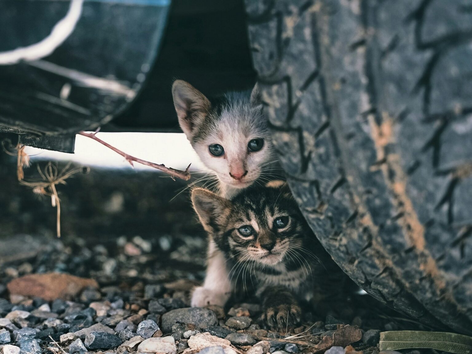 Las gestoras felinas se organizan para pasar del voluntariado a ser parte de la responsabilidad pública: “Los gatos callejeros tienen ley” | FM Avenida