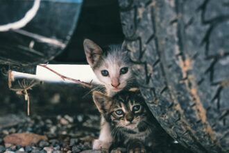 Las gestoras felinas se organizan para pasar del voluntariado a ser parte de la responsabilidad pública: “Los gatos callejeros tienen ley” | FM Avenida