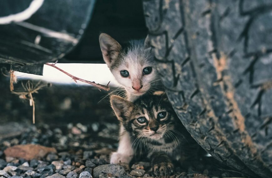 Las gestoras felinas se organizan para pasar del voluntariado a ser parte de la responsabilidad pública: “Los gatos callejeros tienen ley” | FM Avenida