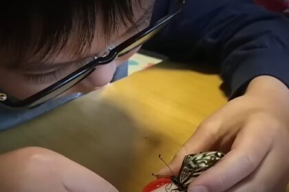 Tenía 10 años y entrenó orugas para evitar un olor: lo que ocurrió cuando se convirtieron en mariposas sorprendió a los científicos | FM Avenida