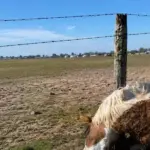 Tragedia en Ameghino: seis caballos murieron tras ingerir semillas curadas en un establecimiento rural | FM Avenida