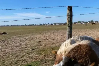 Tragedia en Ameghino: seis caballos murieron tras ingerir semillas curadas en un establecimiento rural | FM Avenida