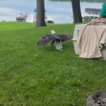 Un águila calva rescatada en mal estado tras quedar atrapada en un árbol comenzó una nueva vida en libertad gracias a una organización especializada: "¡Estamos muy contentos de verla volar libremente de nuevo!" | FM Avenida