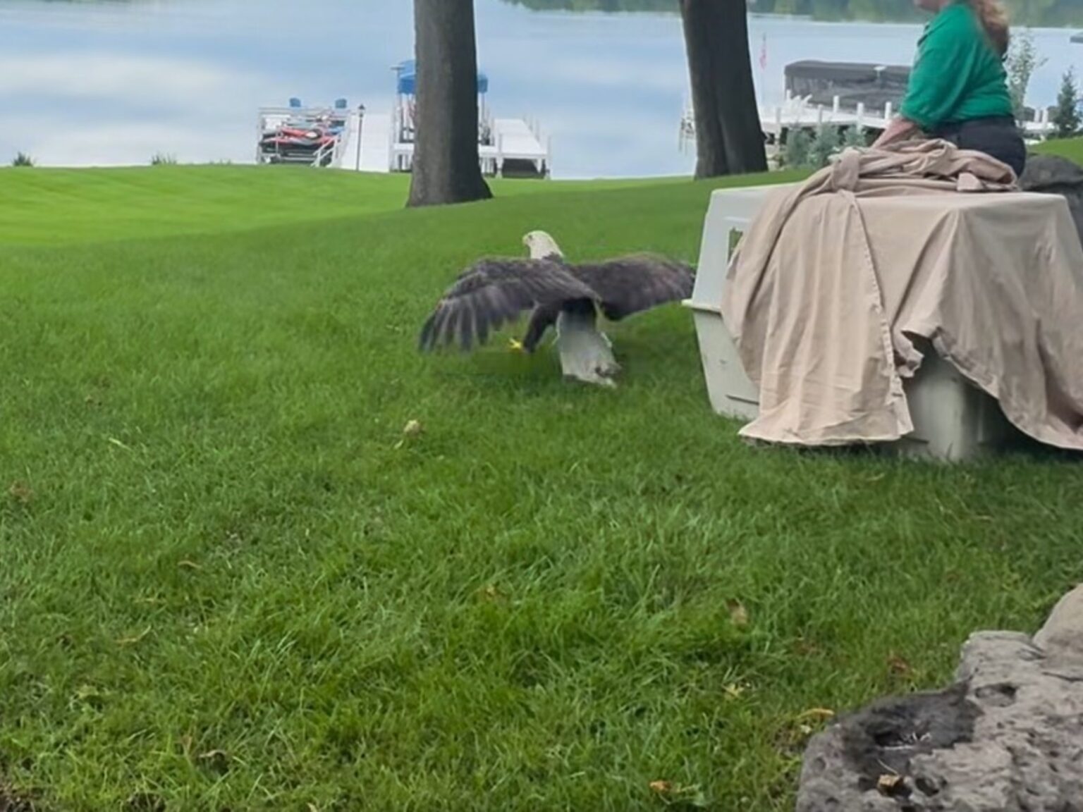 Un águila calva rescatada en mal estado tras quedar atrapada en un árbol comenzó una nueva vida en libertad gracias a una organización especializada: "¡Estamos muy contentos de verla volar libremente de nuevo!" | FM Avenida