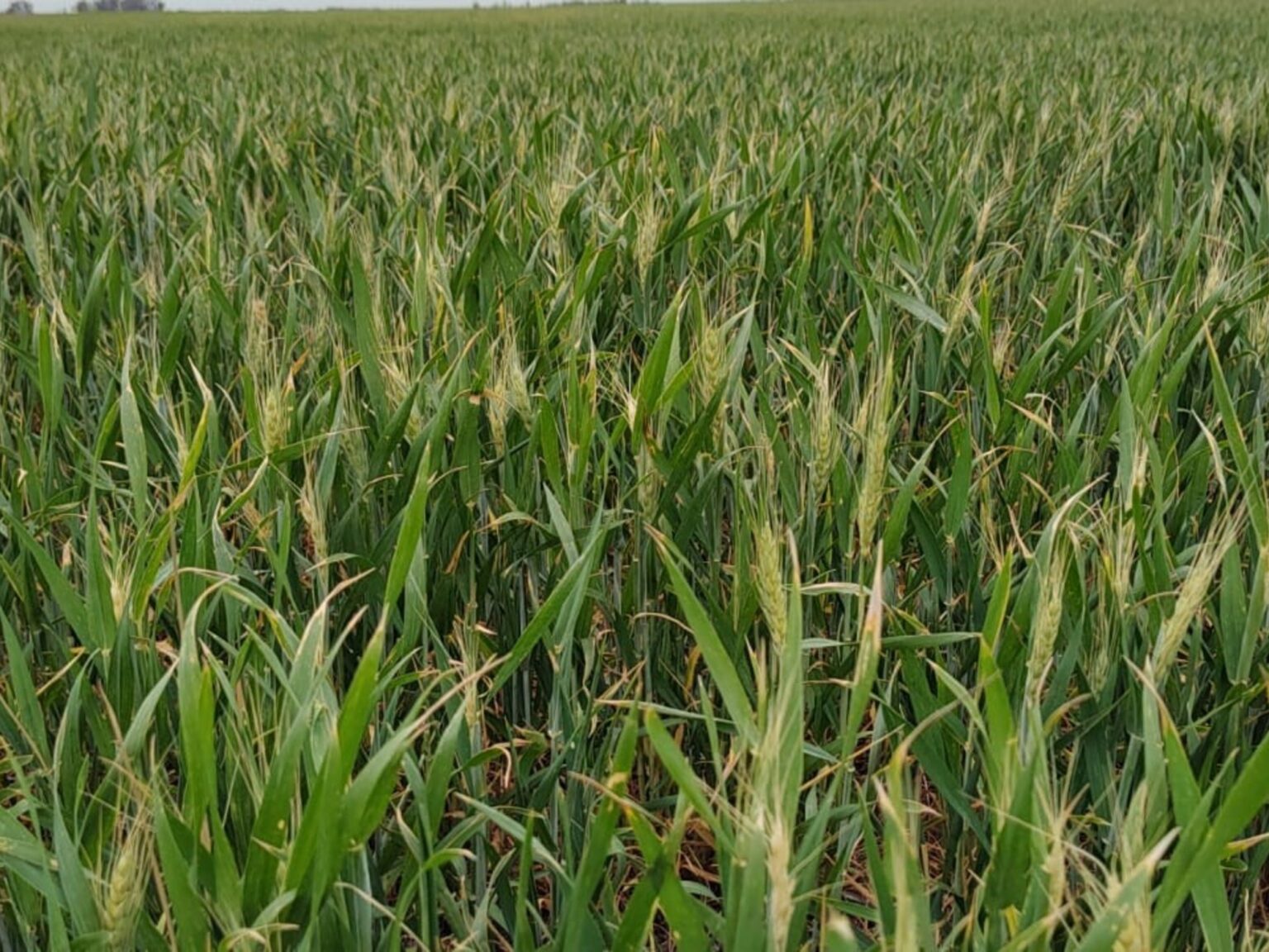 ¿Y el Niño?: el trigo empieza a sentir la falta de agua en la zona núcleo y 160.000 hectáreas ya están en condición regular | FM Avenida