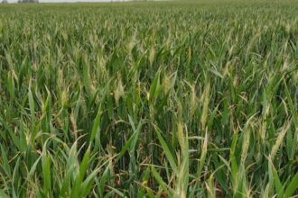 ¿Y el Niño?: el trigo empieza a sentir la falta de agua en la zona núcleo y 160.000 hectáreas ya están en condición regular | FM Avenida