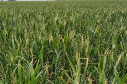 ¿Y el Niño?: el trigo empieza a sentir la falta de agua en la zona núcleo y 160.000 hectáreas ya están en condición regular | FM Avenida