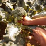 Cómo cultivar brócoli en casa: cuánto tarda en crecer y la señal que indica cuándo cosecharlo | FM Avenida