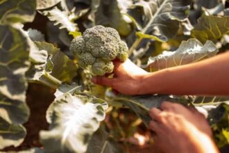 Cómo cultivar brócoli en casa: cuánto tarda en crecer y la señal que indica cuándo cosecharlo | FM Avenida