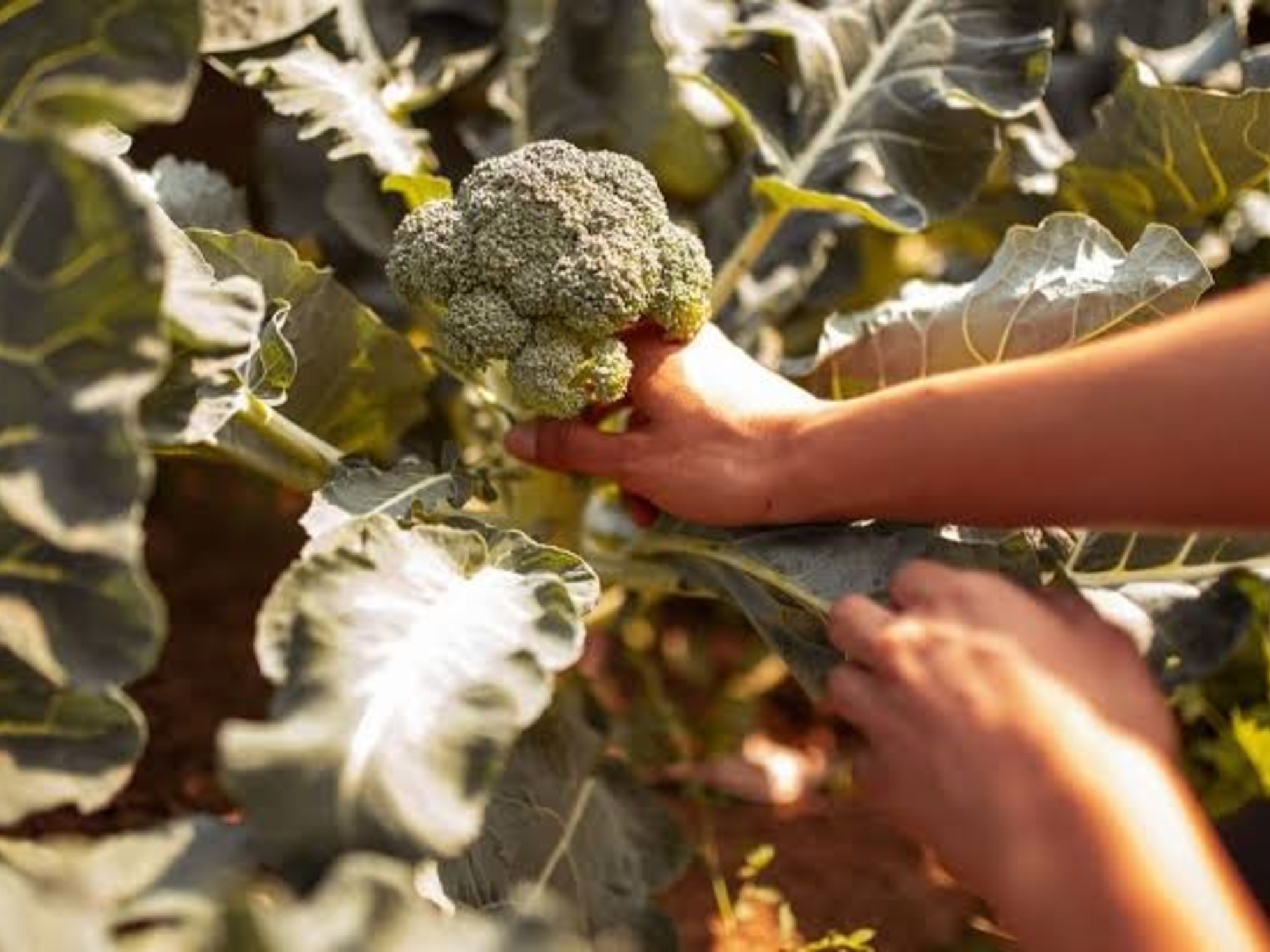 Cómo cultivar brócoli en casa: cuánto tarda en crecer y la señal que indica cuándo cosecharlo | FM Avenida