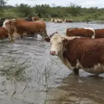 Creciente del Paraná: productores de San Pedro piden al intendente que active la emergencia por 9.500 animales en riesgo | FM Avenida