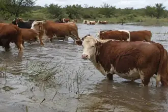 Creciente del Paraná: productores de San Pedro piden al intendente que active la emergencia por 9.500 animales en riesgo | FM Avenida