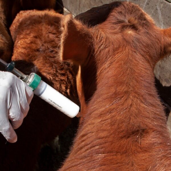 El Gobierno reglamentó la libre elección de veterinarios para la vacunación contra la aftosa | FM Avenida