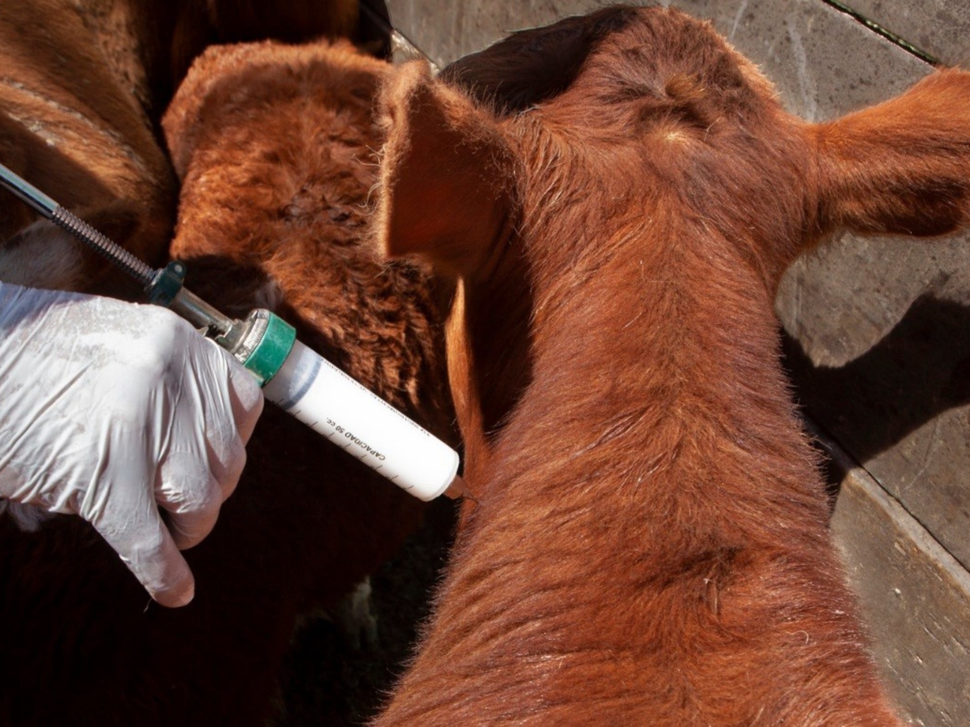 El Gobierno reglamentó la libre elección de veterinarios para la vacunación contra la aftosa | FM Avenida