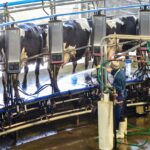 “El más bajo de los últimos 10 años”: el precio de la leche pagado a los productores cayó 14% en septiembre | FM Avenida