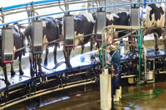 “El más bajo de los últimos 10 años”: el precio de la leche pagado a los productores cayó 14% en septiembre | FM Avenida