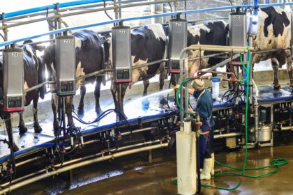 “El más bajo de los últimos 10 años”: el precio de la leche pagado a los productores cayó 14% en septiembre | FM Avenida