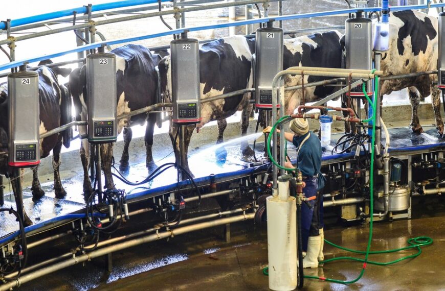 “El más bajo de los últimos 10 años”: el precio de la leche pagado a los productores cayó 14% en septiembre | FM Avenida