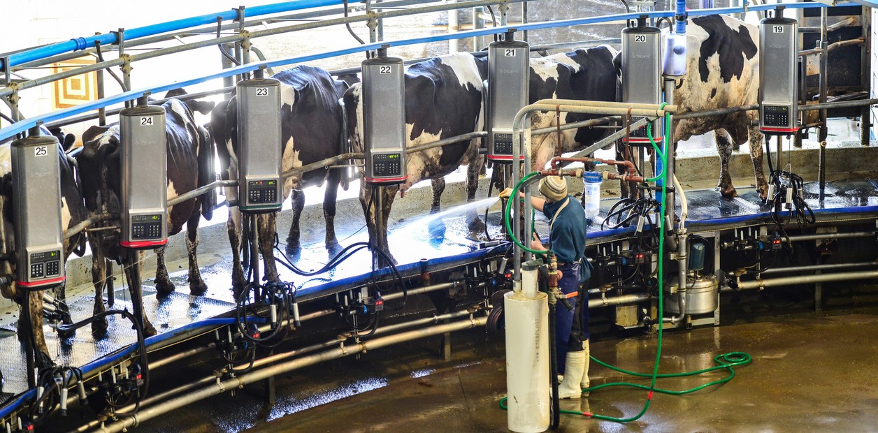 “El más bajo de los últimos 10 años”: el precio de la leche pagado a los productores cayó 14% en septiembre | FM Avenida