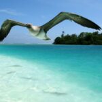 En 1922, una familia hawaiana compró un remoto atolón del Pacífico para cosechar cocos; luego demandó a Estados Unidos, rechazó planes para hacer un casino y lo vendió para su conservación | FM Avenida