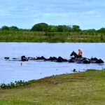 En Santa Fe también esperan la crecida del Paraná y trabajan a contrarreloj para salvar a miles de animales de las islas | FM Avenida