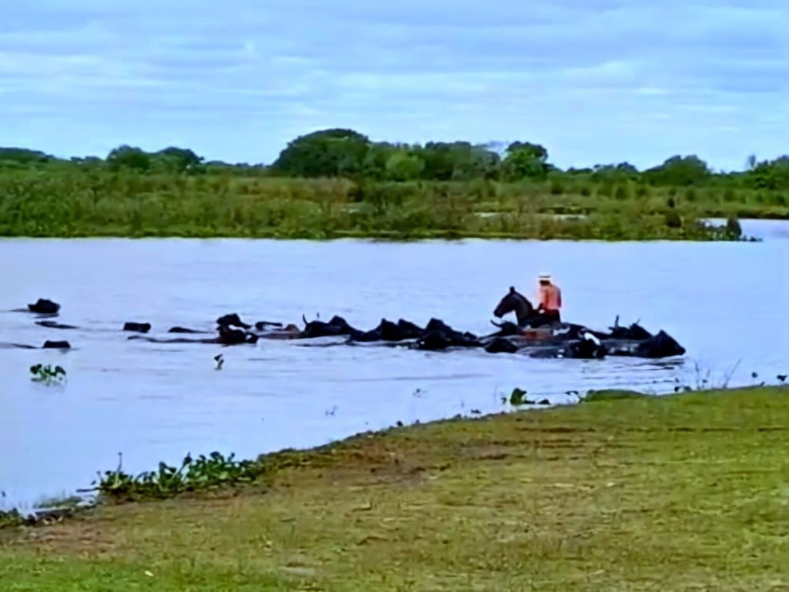 En Santa Fe también esperan la crecida del Paraná y trabajan a contrarreloj para salvar a miles de animales de las islas | FM Avenida