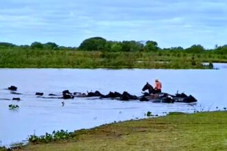 En Santa Fe también esperan la crecida del Paraná y trabajan a contrarreloj para salvar a miles de animales de las islas | FM Avenida