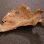 Encuentran los restos de un hombre de neandertal asesinado hace 75.000 años con una lanza de madera | FM Avenida