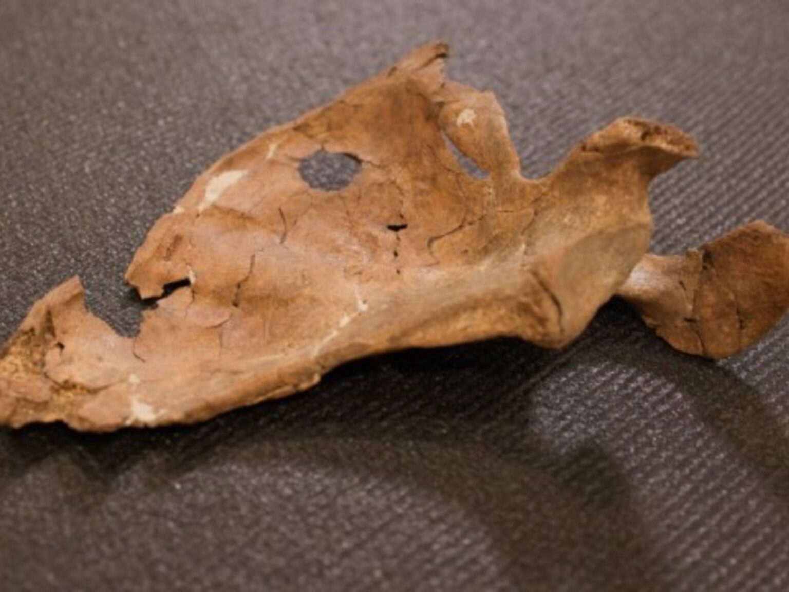 Encuentran los restos de un hombre de neandertal asesinado hace 75.000 años con una lanza de madera | FM Avenida