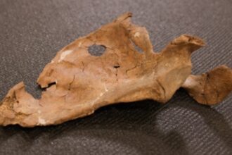 Encuentran los restos de un hombre de neandertal asesinado hace 75.000 años con una lanza de madera | FM Avenida