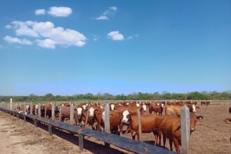 Ganadería a dos velocidades: menos stocks en campos chicos y más en las grandes empresas | FM Avenida