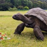 Jonathan, la tortuga que cumplió 194 años, podría tener el secreto de la eterna juventud | FM Avenida