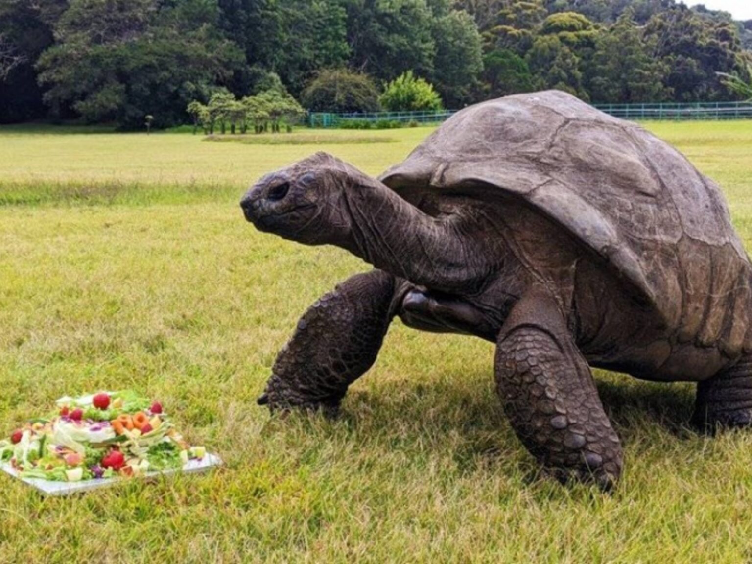 Jonathan, la tortuga que cumplió 194 años, podría tener el secreto de la eterna juventud | FM Avenida