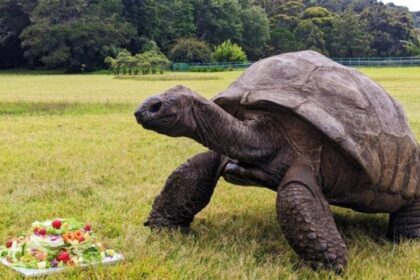 Jonathan, la tortuga que cumplió 194 años, podría tener el secreto de la eterna juventud | FM Avenida