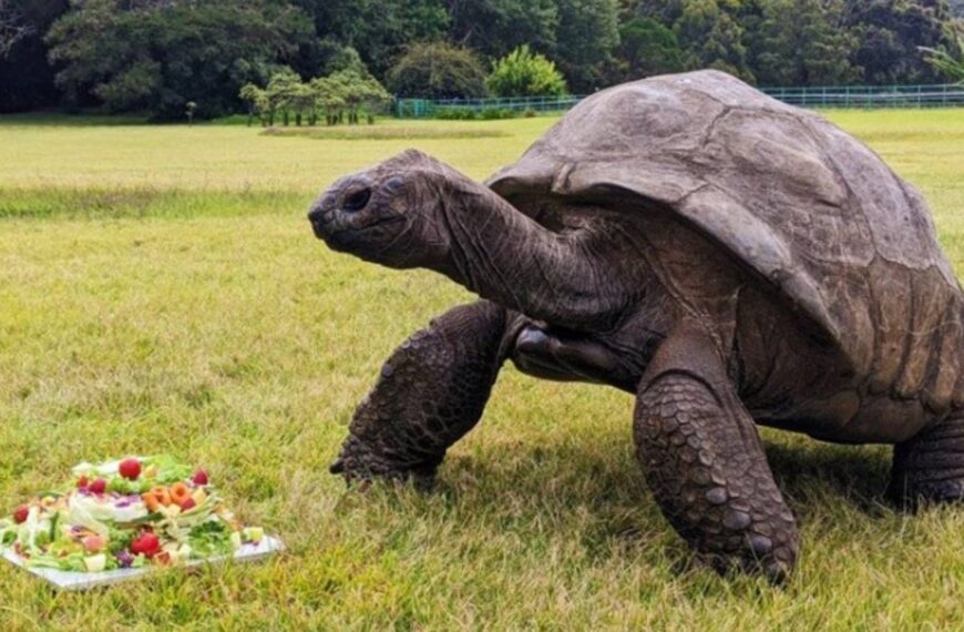 Jonathan, la tortuga que cumplió 194 años, podría tener el secreto de la eterna juventud | FM Avenida
