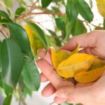 Los especialistas en plantas coinciden: “Si las hojas se ponen amarillas, no significa necesariamente que le falte agua” | FM Avenida