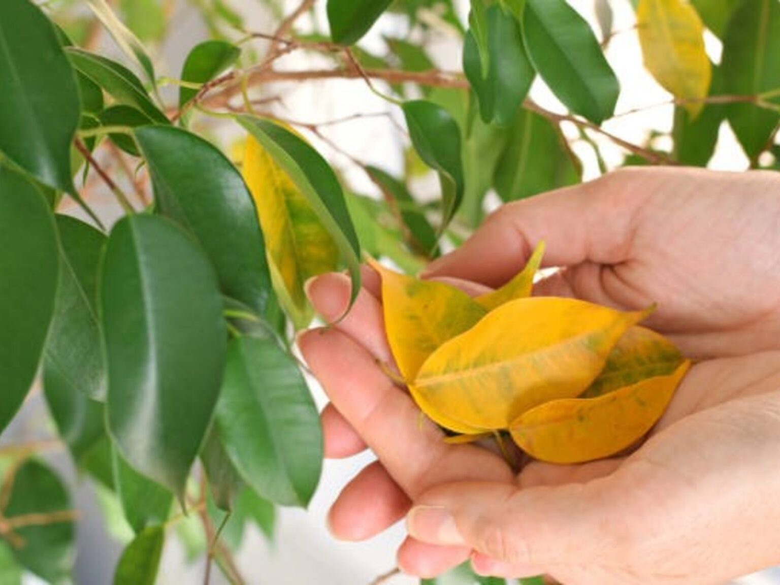 Los especialistas en plantas coinciden: “Si las hojas se ponen amarillas, no significa necesariamente que le falte agua” | FM Avenida