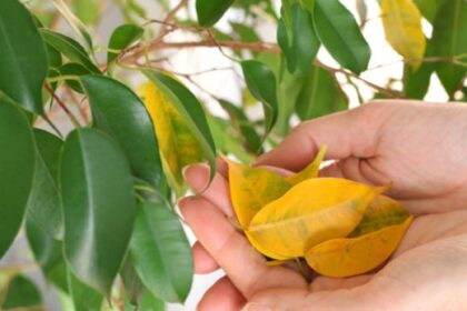 Los especialistas en plantas coinciden: “Si las hojas se ponen amarillas, no significa necesariamente que le falte agua” | FM Avenida