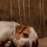Oficial y confirmado | Entró en vigor la ley de Florida que endurece penas por maltrato animal | FM Avenida