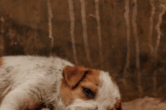 Oficial y confirmado | Entró en vigor la ley de Florida que endurece penas por maltrato animal | FM Avenida