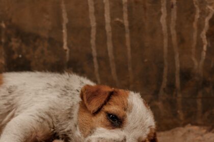 Oficial y confirmado | Entró en vigor la ley de Florida que endurece penas por maltrato animal | FM Avenida