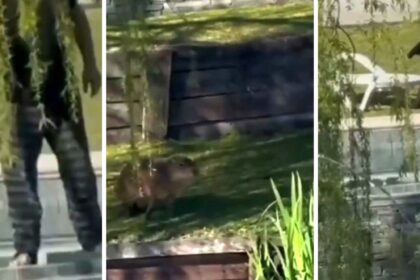 Secuestraron el arma del vecino que les disparó a los carpinchos y Nordelta repudió el ataque: "No representa nuestro espíritu" | FM Avenida