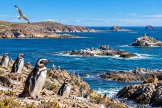 Tenía 16.500 hectáreas, fue donada y hoy es parte de un enorme parque de la Patagonia con ballenas y pingüinos | FM Avenida