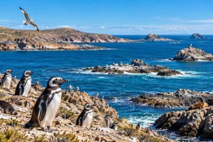 Tenía 16.500 hectáreas, fue donada y hoy es parte de un enorme parque de la Patagonia con ballenas y pingüinos | FM Avenida