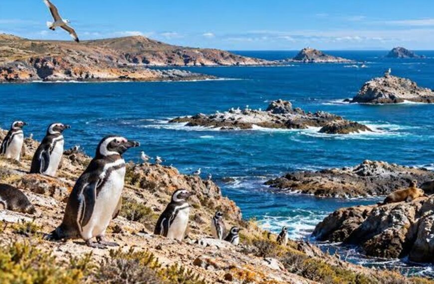 Tenía 16.500 hectáreas, fue donada y hoy es parte de un enorme parque de la Patagonia con ballenas y pingüinos | FM Avenida
