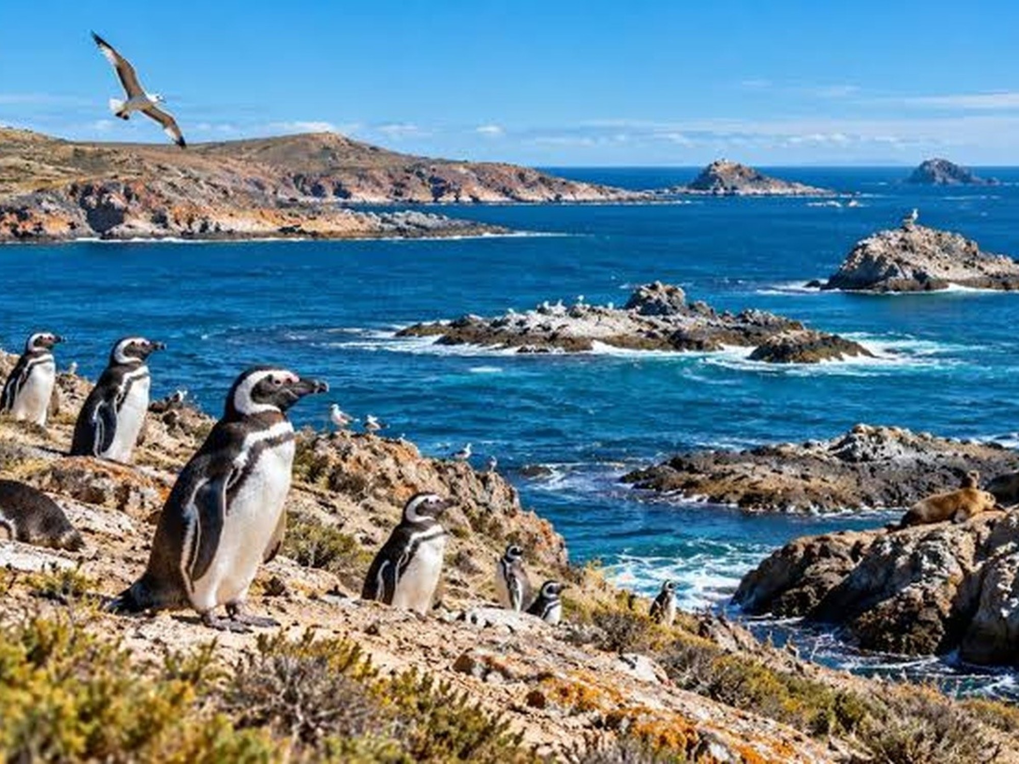 Tenía 16.500 hectáreas, fue donada y hoy es parte de un enorme parque de la Patagonia con ballenas y pingüinos | FM Avenida